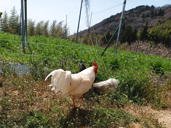 畑を放し飼いで歩くニワトリ