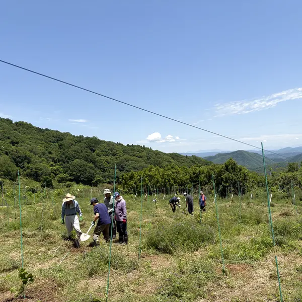 畑で苗木植えの作業をする様子